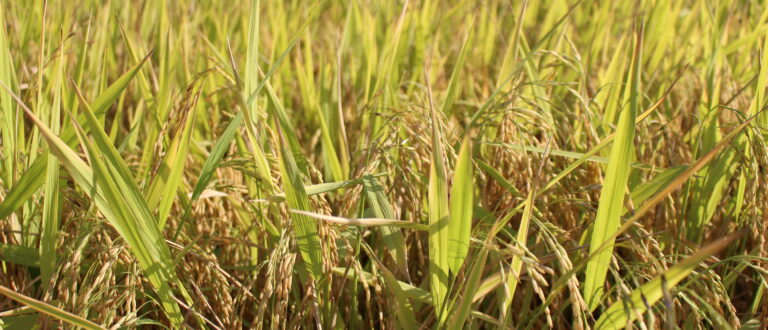 Colheita do arroz avança no Estado