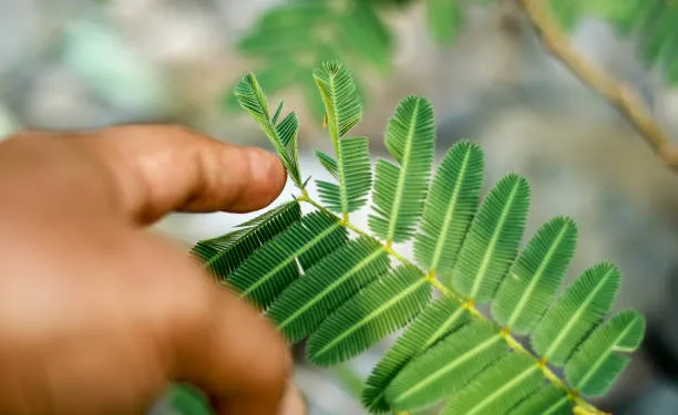 Mimosa pudica 6 dicas para cuidar da planta-dormideira