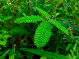 Mimosa pudica: 6 dicas para cuidar da planta-dormideira