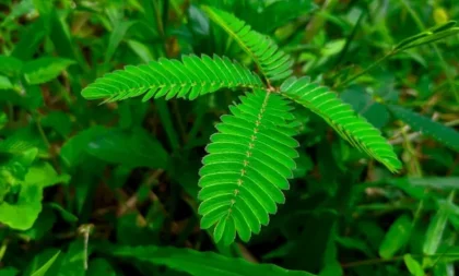 Mimosa pudica: 6 dicas para cuidar da planta-dormideira