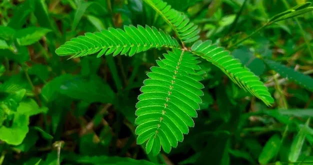 Mimosa pudica: 6 dicas para cuidar da planta-dormideira