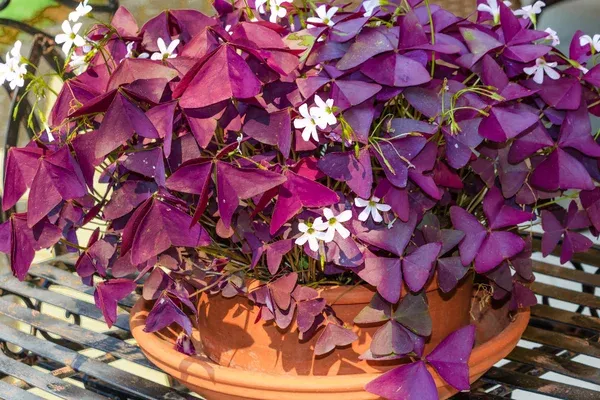 Trevo roxo origem, características, perigos e onde posicioná-lo (