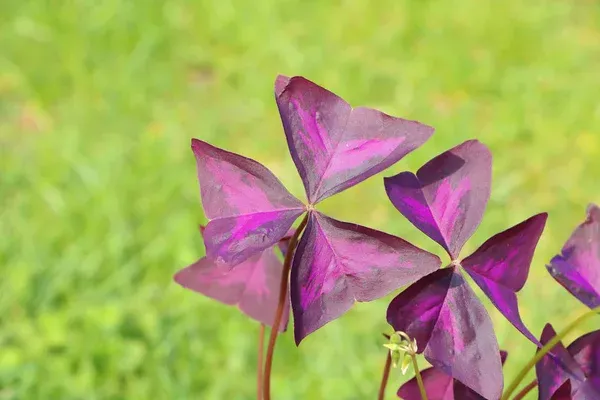 Trevo roxo origem, características, perigos e onde posicioná-lo (