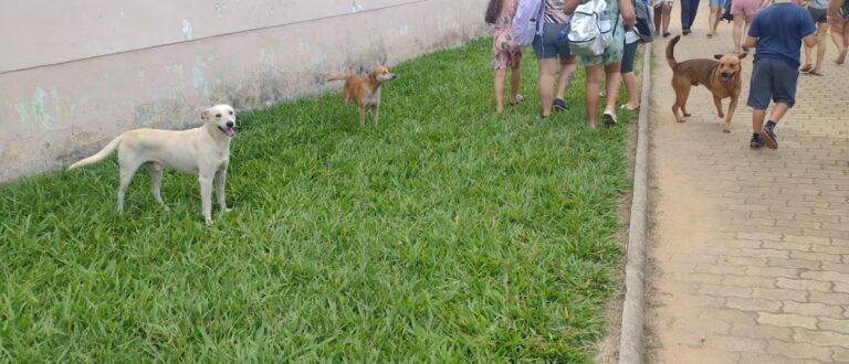 Escolas de Cachoeira do Sul pedem que pais mantenham cães presos na saída dos alunos