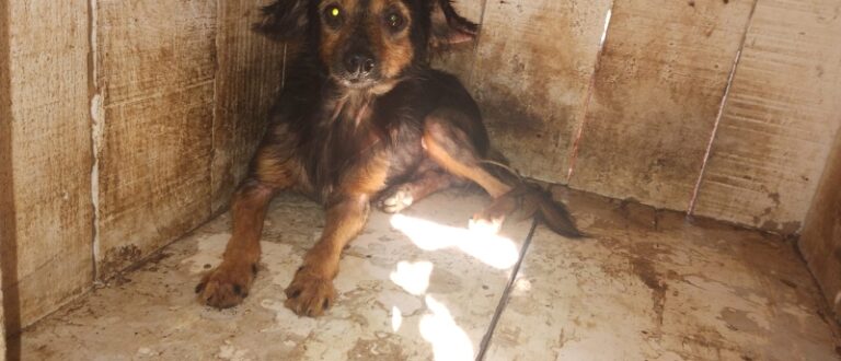 Fiscalização flagra maus-tratos contra animais