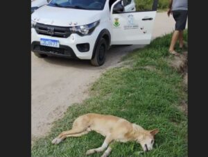 Caçapava registra mais de 40 mortes de cães por envenenamento