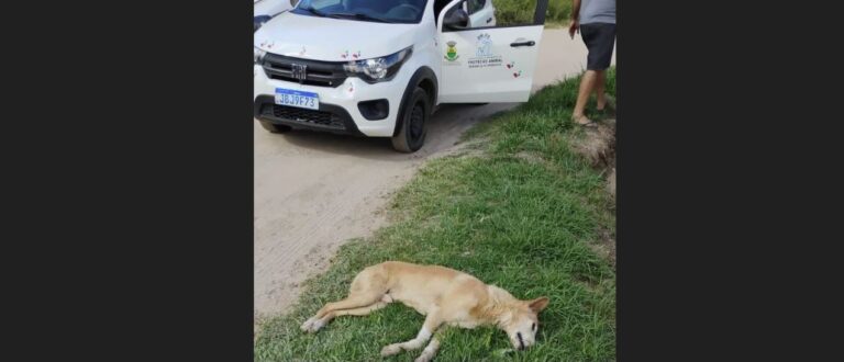 Caçapava registra mais de 40 mortes de cães por envenenamento