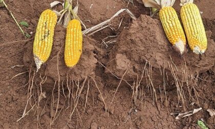 Expoagro Afubra 2025: conservação do solo e preservação das águas são destaque