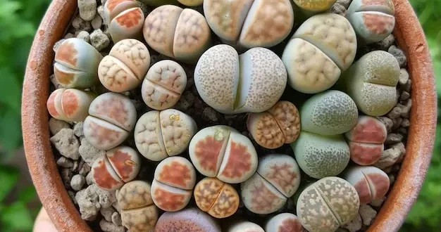 Suculenta Pedra Viva: 8 curiosidades sobre os Lithops, super fáceis de cuidar