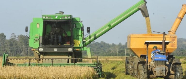 Arroz: Região pode ter prejuízo na produtividade