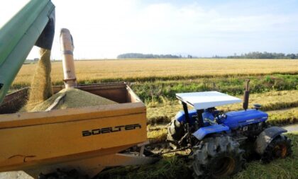 Arroz: Região ultrapassa a marca de 60% da área colhida