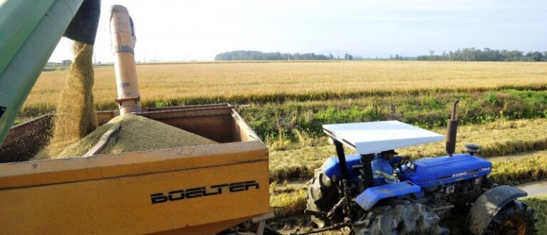 Arroz: Região ultrapassa a marca de 60% da área colhida