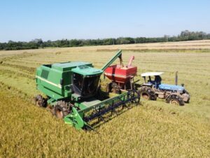 Colheita do arroz: Região atinge 65,5% de área semeada