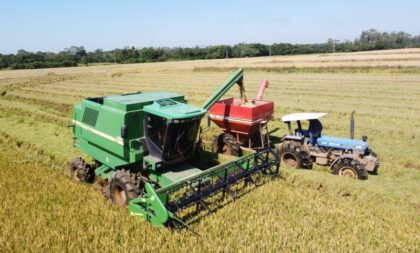 Colheita do arroz: Região atinge 65,5% de área semeada