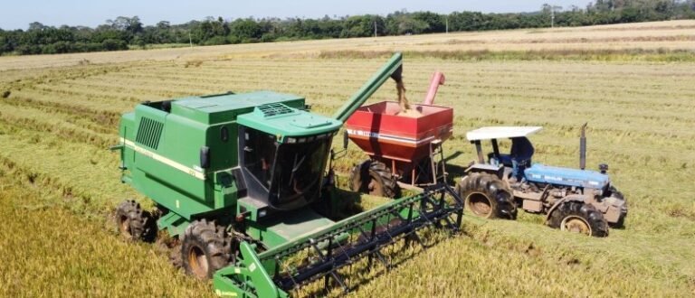 Colheita do arroz: Região atinge 65,5% de área semeada