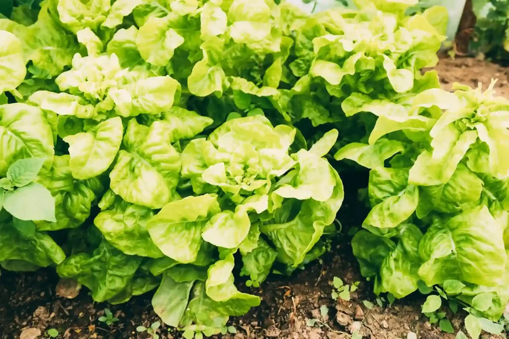 6 legumes e verduras para plantar em maio - Foto by Freepik