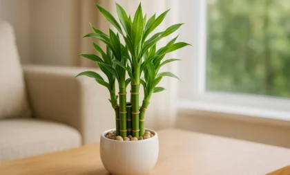 Bambu da sorte: o presente que atrai felicidade e sucesso