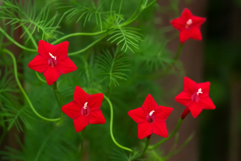 Esqueletinho 5 macetes para a trepadeira que floresce rápido