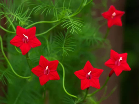 Esqueletinho: 5 macetes para a trepadeira que floresce rápido