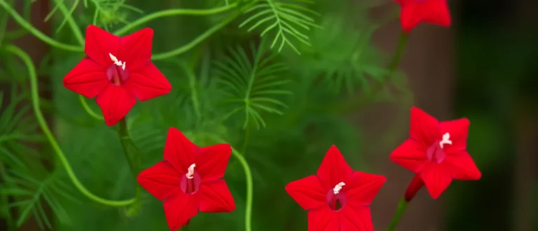 Esqueletinho: 5 macetes para a trepadeira que floresce rápido