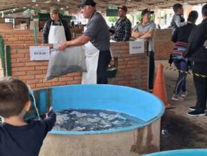 Carpas e tilápias são atração na Feira do Peixe Vivo
