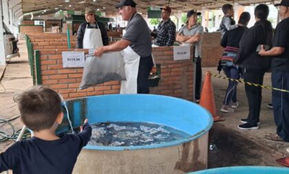 Carpas e tilápias são atração na Feira do Peixe Vivo