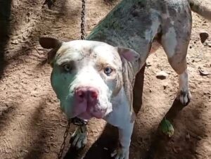 Pitbull solto no Bairro Santa Helena mobiliza SMMA