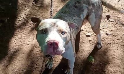 Pitbull solto no Bairro Santa Helena mobiliza SMMA