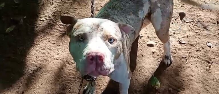Pitbull solto no Bairro Santa Helena mobiliza SMMA