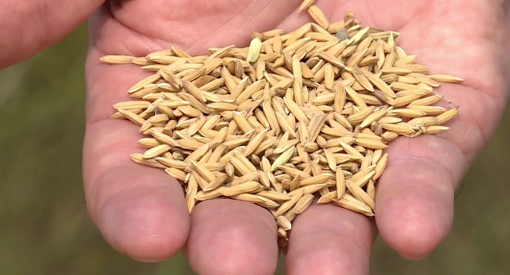 Arroz em casca: enquanto preços internos despencaram, as exportações avançaram de forma significativa / Foto: Divulgação