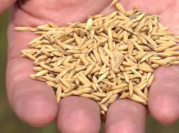 Preço do arroz recua em março, mas exportações disparam e garantem superávit