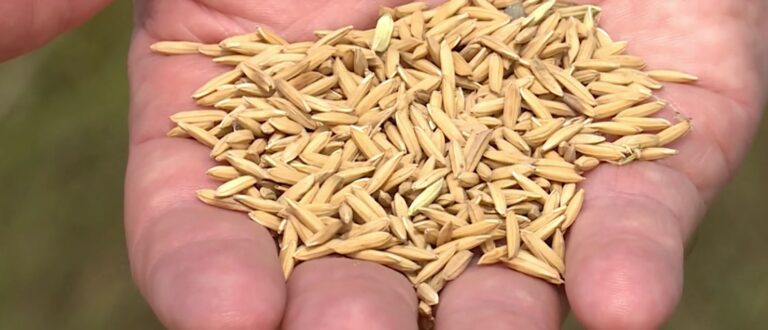 Preço do arroz recua em março, mas exportações disparam e garantem superávit