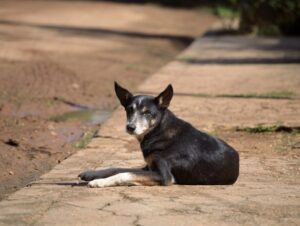 Prefeitura contrata médico veterinário para o Cempra