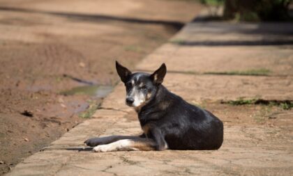 Prefeitura contrata médico veterinário para o Cempra