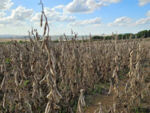 Avanço da colheita confirma quebra na produtividade da soja
