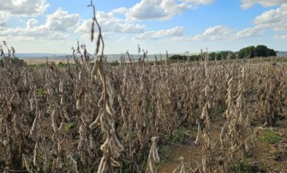 Avanço da colheita confirma quebra na produtividade da soja