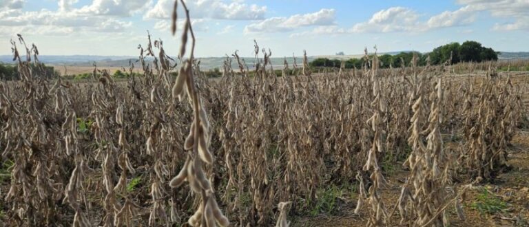 Avanço da colheita confirma quebra na produtividade da soja