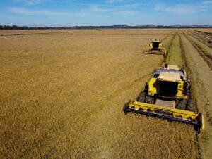 Colheita do arroz: atraso no encerramento da semeadura afeta Região