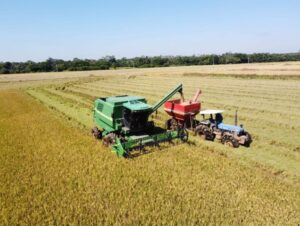 Engenheiro agrônomo da Emater avalia safra de arroz, milho e soja
