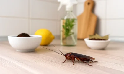 6 maneiras naturais de afastar baratas da cozinha sem usar veneno