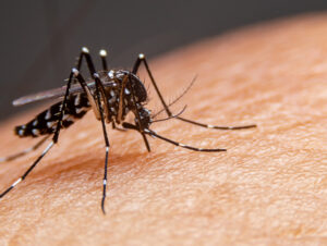 Confirmado o primeiro caso de dengue deste ano em Paraíso do Sul