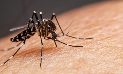 Confirmado o primeiro caso de dengue deste ano em Paraíso do Sul