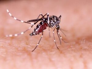 Estado homologa situação de emergência em Cachoeira por surto de dengue