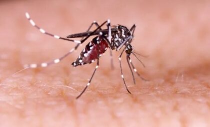Estado homologa situação de emergência em Cachoeira por surto de dengue