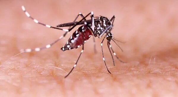 Estado homologa situação de emergência em Cachoeira por surto de dengue