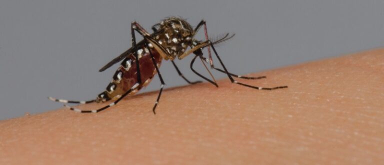 Dengue causa segundo óbito em Cachoeira do Sul em 2025