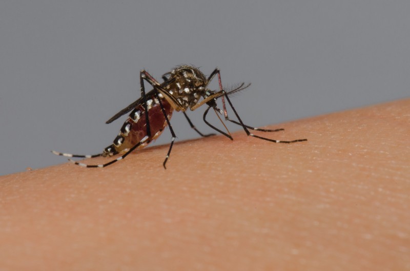 Dengue em Cachoeira do Sul: registro do segundo óbito do ano coloca Cachoeira do Sul em alerta contra o mosquito transmissor, o Aedes aegipty / Foto: Rodrigo Méxas e Raquel Portugal / Acervo Fiocruz Imagens