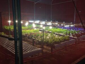 UFSM-CS realiza pesquisa sobre hortaliças hidropônicas com uso de luz artificial