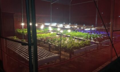 UFSM-CS realiza pesquisa sobre hortaliças hidropônicas com uso de luz artificial