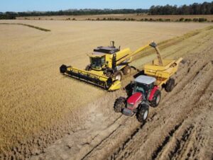 Arroz: Região chega a 84% da área colhida